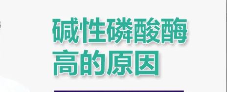 堿性磷酸酶偏高是什么意思