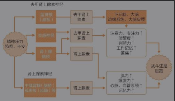 去甲腎上腺素的作用